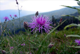 ashe-county-nc-flowers