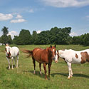 horse farm for sale